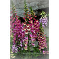 Asian garden indoesnisa Common Foxglove seeds flower seeds for growing